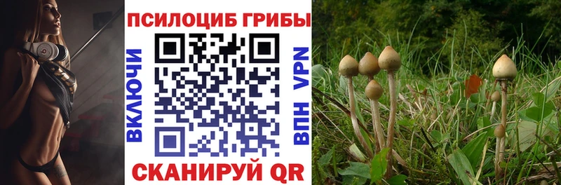 Галлюциногенные грибы Psilocybe  Братск 